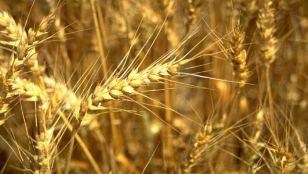 Government will buy 36,000 tons of barley and corn