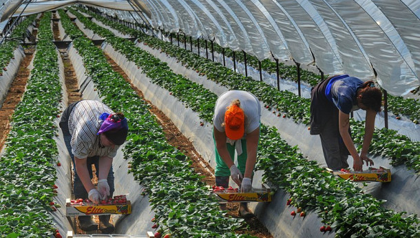 Greece recruiting Egyptian workers for temporary farming jobs going begging