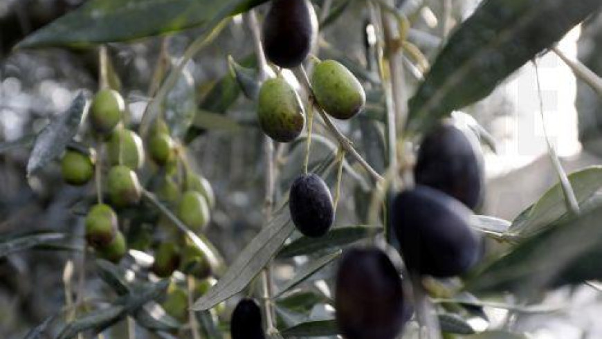 Increase in olive oil prices slows down in Cyprus