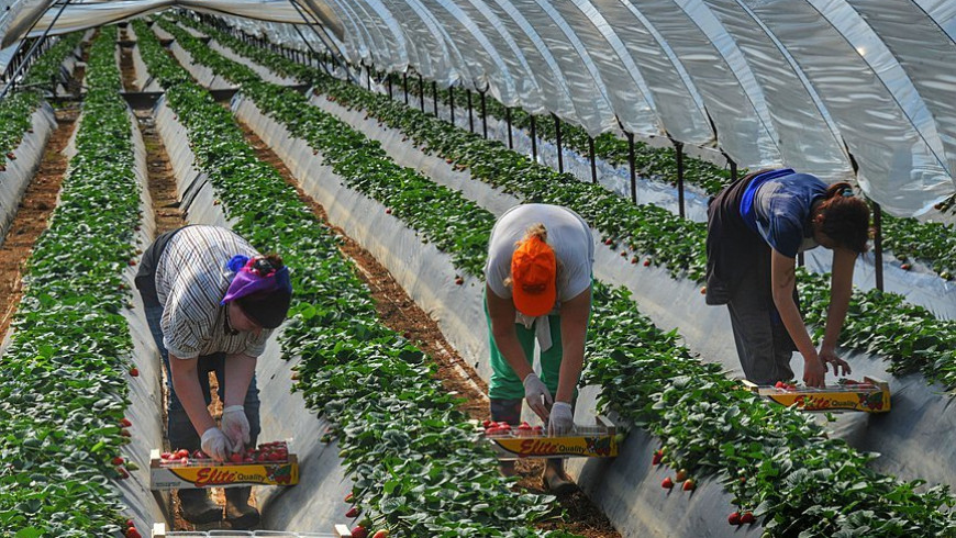 Greece recruiting Egyptian workers for temporary farming jobs going begging