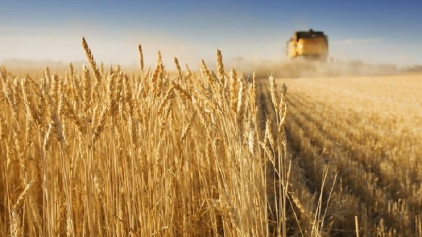 China’s waning appetite for grain spells danger for world market