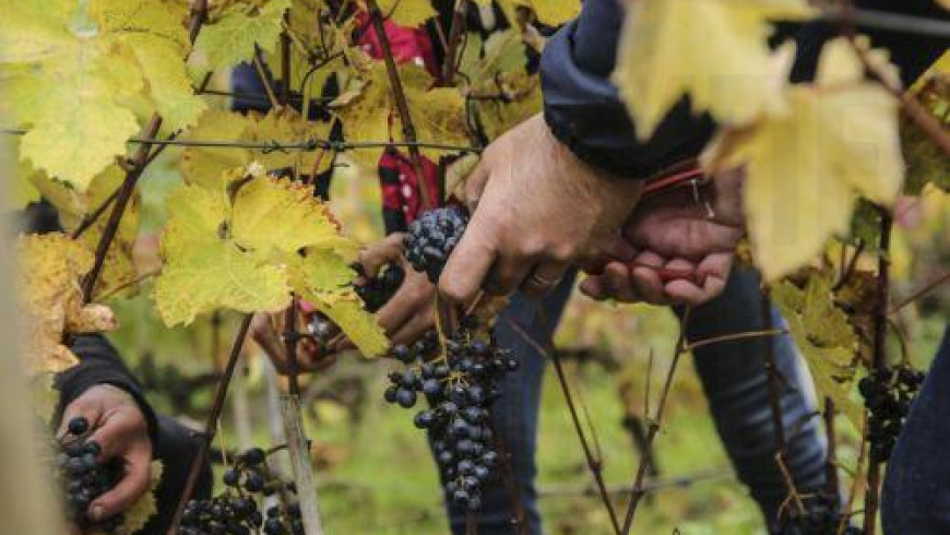 Cyprus supports policy recommendations for the future of EU wine sector